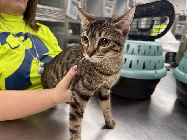 TAMMY - Domestic Short Hair available for adoption