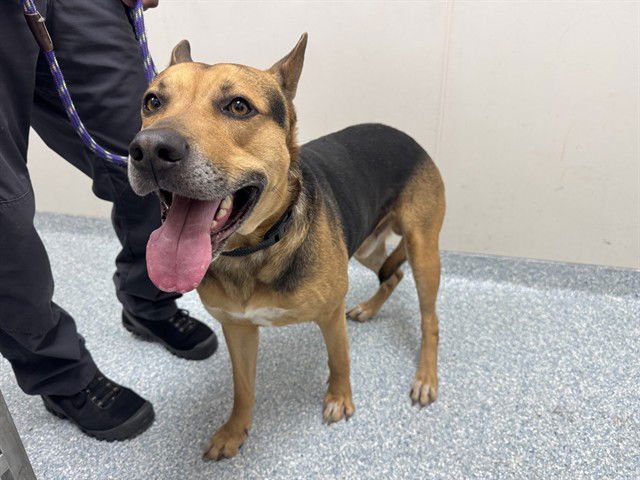 APOLLO - German Shepherd Dog available for adoption