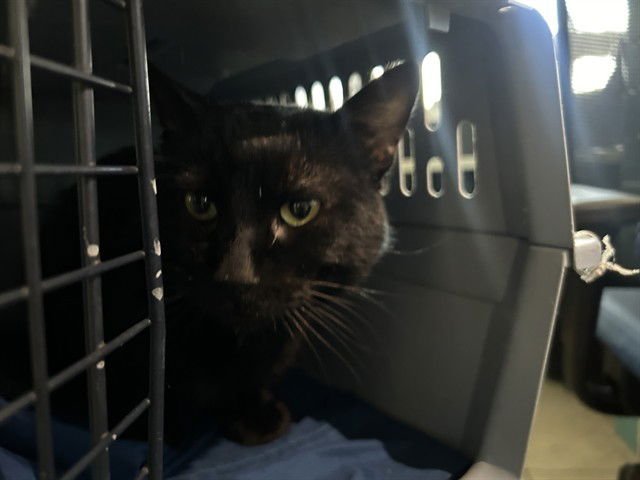 COLE - Domestic Short Hair available for adoption