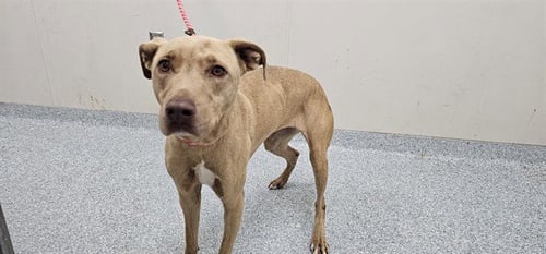 TOKYO - Labrador Retriever available for adoption