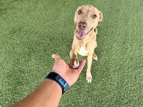 TOKYO - Labrador Retriever available for adoption