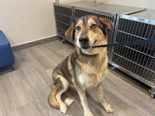 CANELO - Siberian Husky / German Shepherd Dog available for adoption