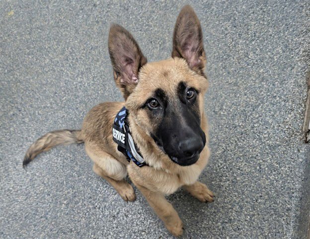 BON JOVI - German Shepherd Dog available for adoption