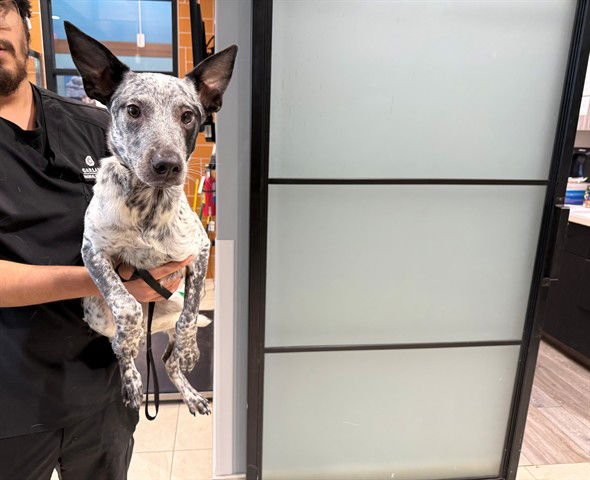 SPICE - Australian Cattle Dog/Blue Heeler / Rat Terrier available for adoption