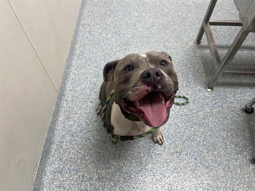 DAX - American Pit Bull Terrier available for adoption
