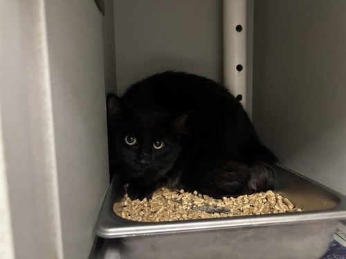 DASHER - Domestic Short Hair available for adoption