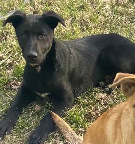 GUNNER - German Shepherd Dog available for adoption