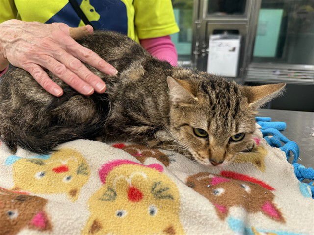 PENNY - Domestic Short Hair available for adoption