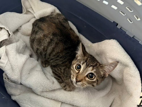 BEBE - Domestic Short Hair available for adoption