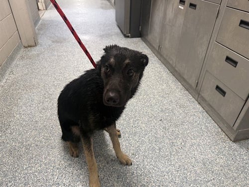 MAX - German Shepherd Dog available for adoption