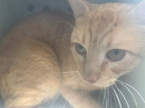 SPOTLESS - Domestic Short Hair available for adoption