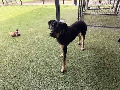KANE - Rottweiler available for adoption