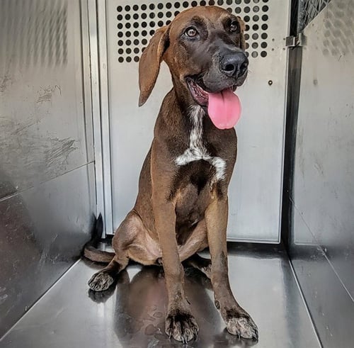 PRETTY AIMEE - Plott Hound / Great Dane available for adoption
