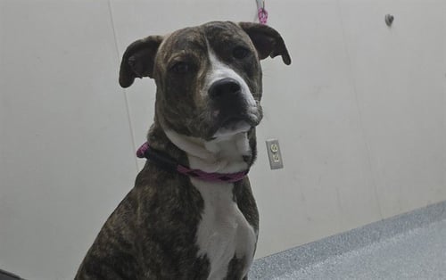 SHAUN - American Staffordshire Terrier available for adoption