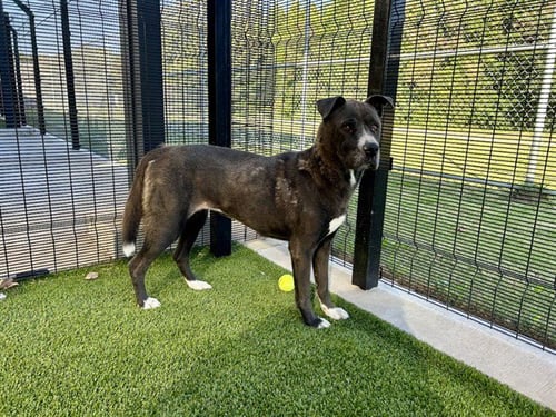 PIPER - Pit Bull Terrier for adoption in Garland