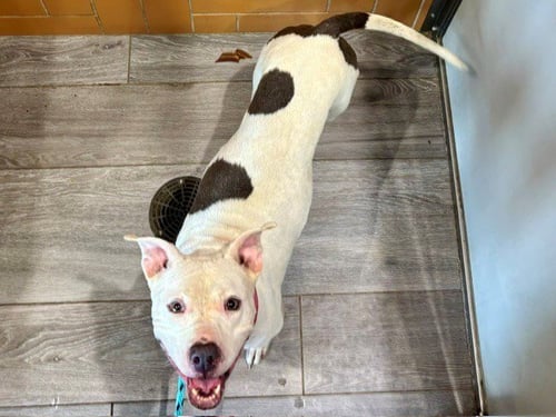 KIMORA - Pit Bull Terrier available for adoption