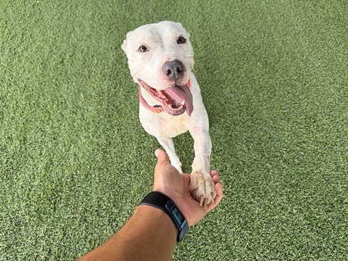 KIMORA - Pit Bull Terrier for adoption in Garland