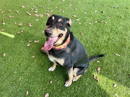 CLINT - Doberman Pinscher available for adoption