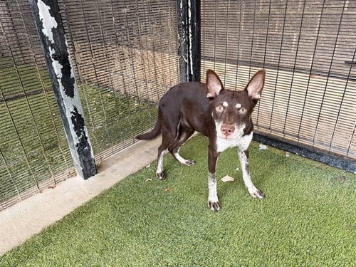 CHOCO - Siberian Husky available for adoption