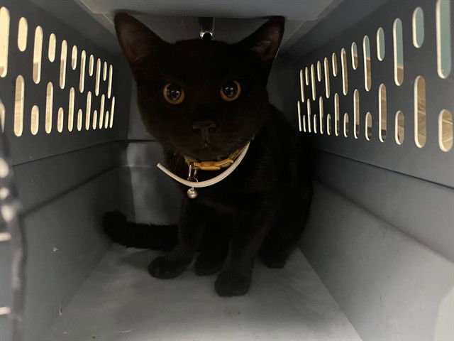 LUTHER - Domestic Short Hair available for adoption