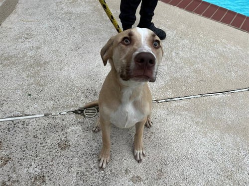 KENJI - Labrador Retriever available for adoption