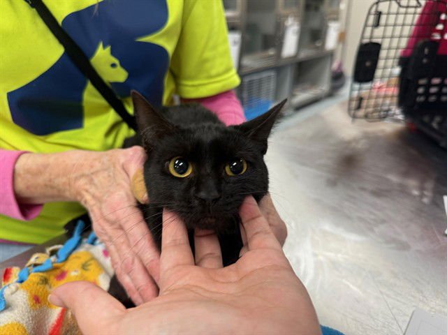 NORA - Domestic Short Hair available for adoption