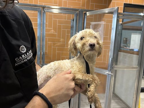 PATRICA - Maltese available for adoption