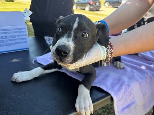 CADETE - Boxer / Pit Bull Terrier available for adoption