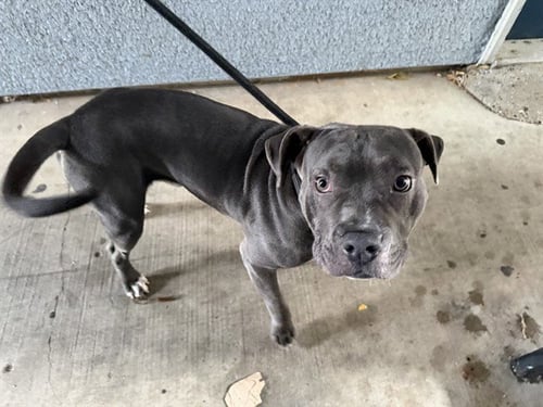 BLUE - Staffordshire Bull Terrier / Bull Terrier available for adoption