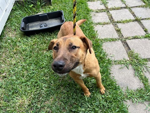 ARCH - Black Mouth Cur available for adoption