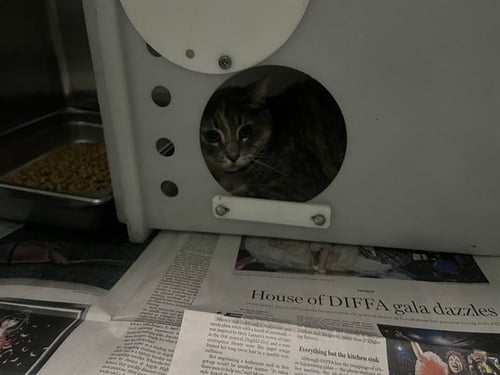 BELLA - Domestic Short Hair for adoption in Garland