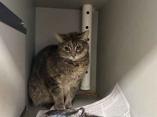 BELLA - Domestic Short Hair available for adoption