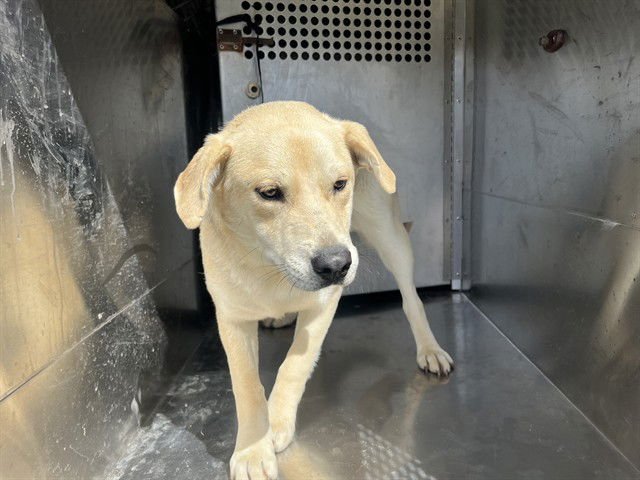 TOBI - Carolina Dog available for adoption