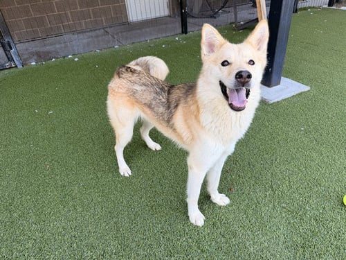 ALASKA - Husky available for adoption