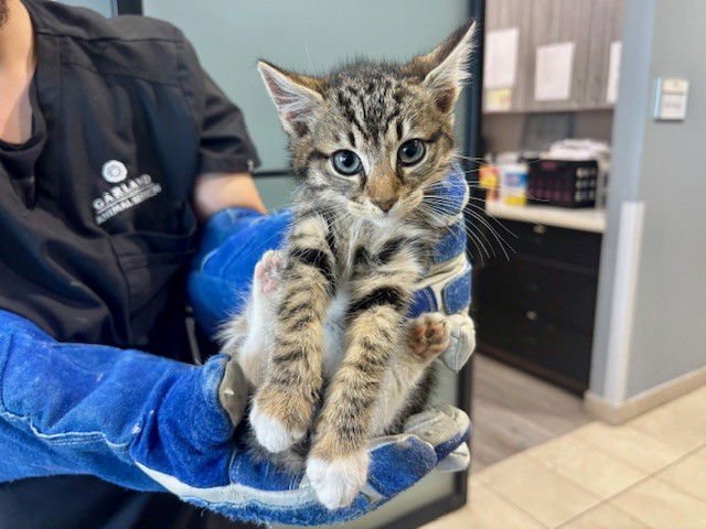 DUMPLING - Domestic Short Hair available for adoption