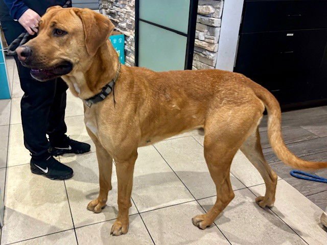 KOBA - Rhodesian Ridgeback available for adoption