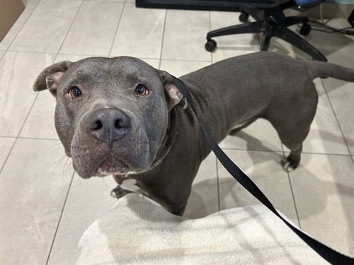 CUDDLE BEAR - Pit Bull Terrier available for adoption