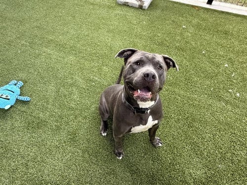 CUDDLE BEAR - Pit Bull Terrier available for adoption