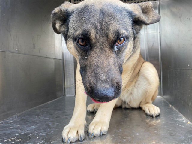 KIARA - German Shepherd Dog available for adoption