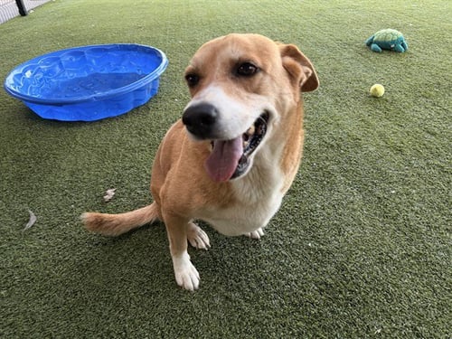 PRINCESS - Great Pyrenees / Australian Cattle Dog/Blue Heeler available for adoption