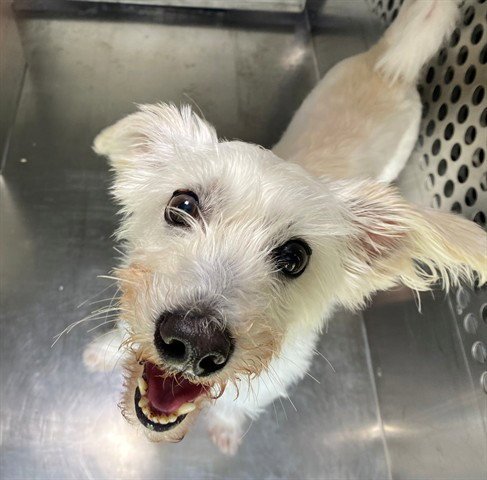 MR - Rat Terrier available for adoption
