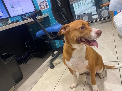 ROSIE - Pit Bull Terrier available for adoption