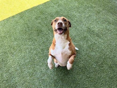 ROSIE - Pit Bull Terrier available for adoption