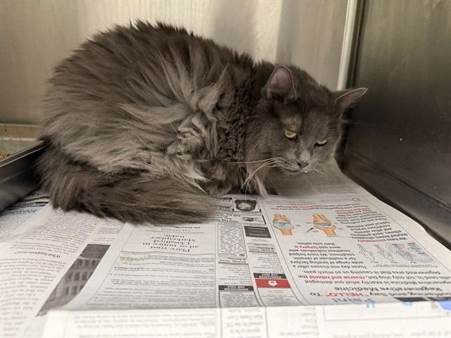 SWEETIE SMITH - Domestic Long Hair available for adoption