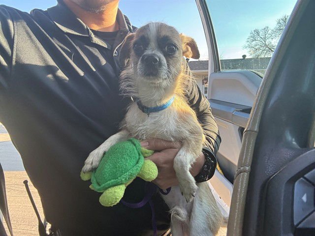 MR. HENRY ROTH - Chihuahua available for adoption