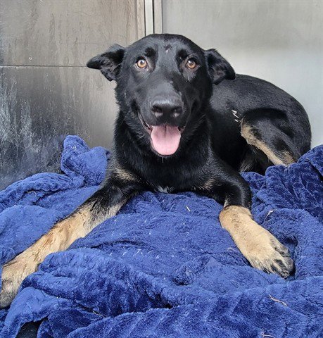 ARLO - German Shepherd Dog available for adoption