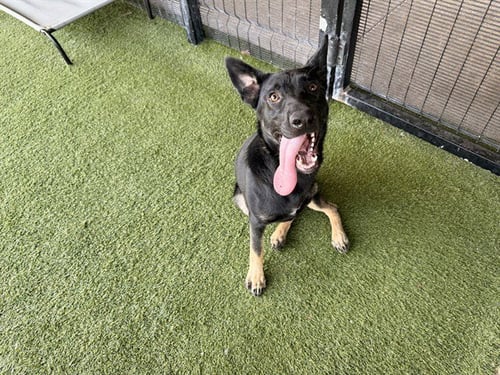 ARLO - German Shepherd Dog available for adoption