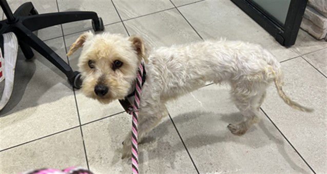 ELBOW - Maltese available for adoption