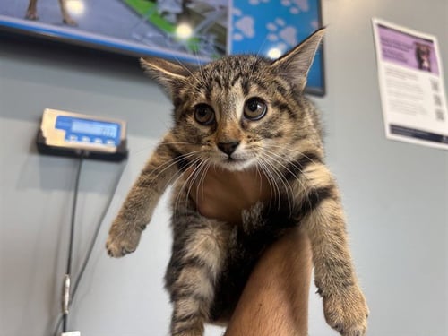 JELLY - Domestic Short Hair available for adoption