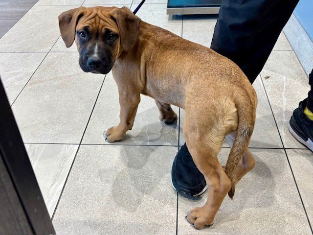 JUNE - Boxer / Pit Bull Terrier available for adoption